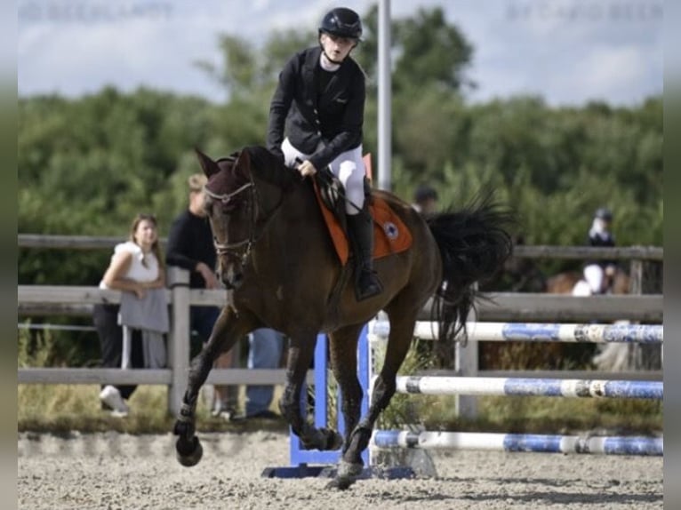 Oldenburgo Yegua 13 años 170 cm Castaño oscuro in Vlamertinge
