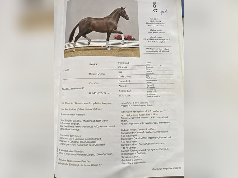 Oldenburgo Yegua 13 años 172 cm Castaño oscuro in Frankenberg (Eder)