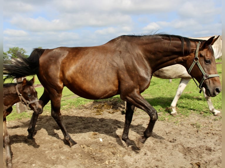 Oldenburgo Yegua 13 años 180 cm Castaño oscuro in Westerstede
