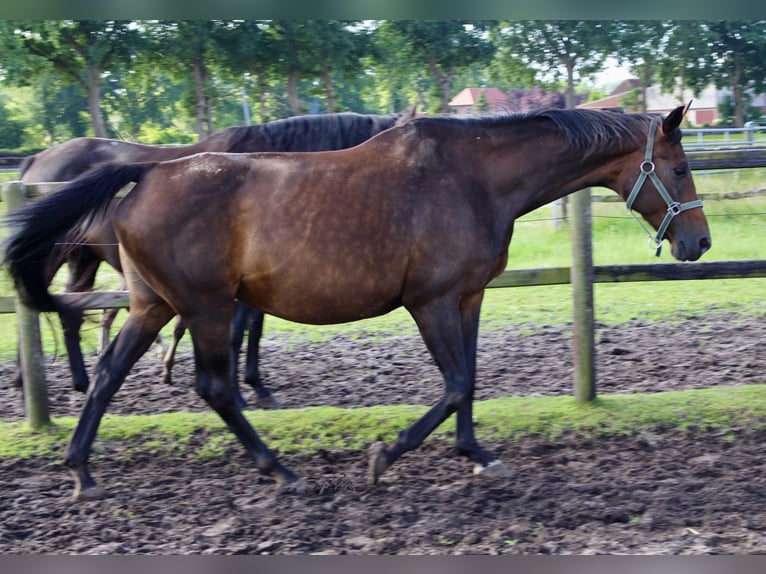 Oldenburgo Yegua 13 años 180 cm Castaño oscuro in Westerstede