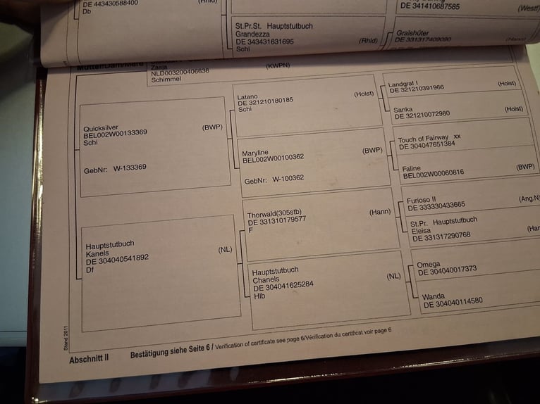Oldenburgo Yegua 14 años 164 cm Tordo in Olen