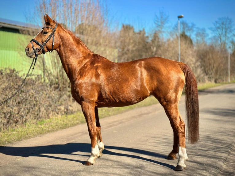 Oldenburgo Yegua 14 años 165 cm Alazán in Duvenstedt