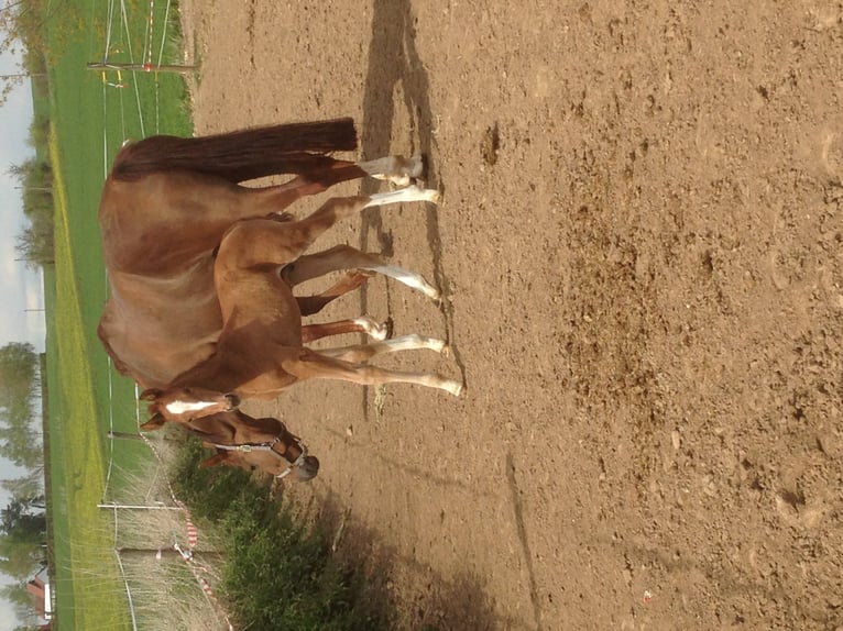 Oldenburgo Yegua 14 años 167 cm Alazán in H&#xFC;nfeld