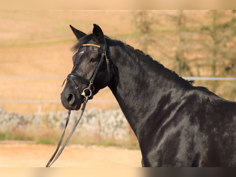 Oldenburgo Yegua 14 años 167 cm Alazán in H&#xFC;nfeld