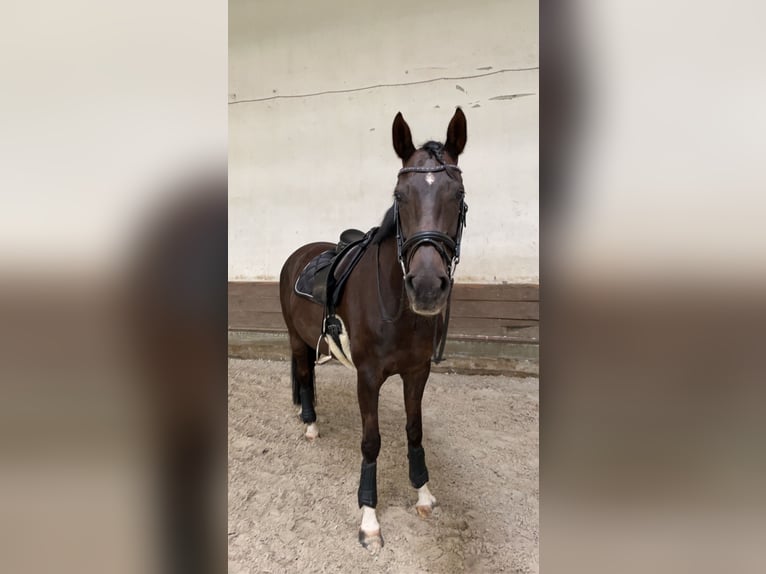 Oldenburgo Yegua 14 años 168 cm Alazán-tostado in Groß Ippener