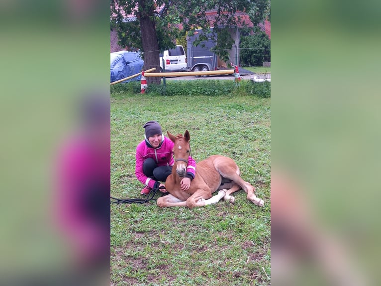 Oldenburgo Yegua 14 años 170 cm Alazán-tostado in Minden