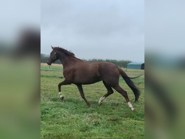 Oldenburgo Yegua 14 años 170 cm Alazán-tostado in Nimy