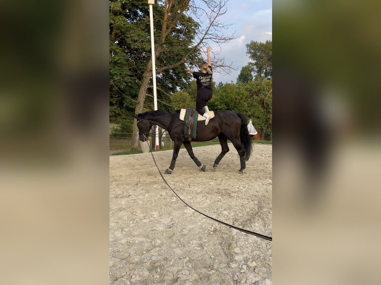 Oldenburgo Yegua 14 años 178 cm Negro in Kalletal