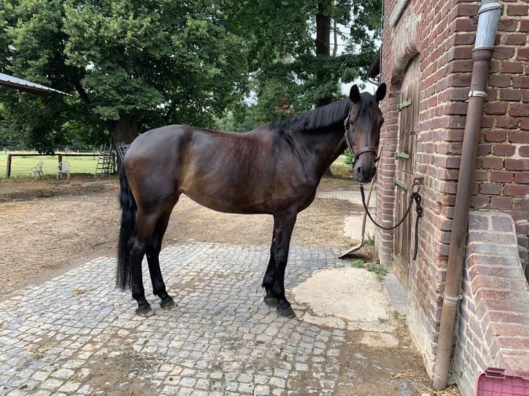 Oldenburgo Yegua 14 años 180 cm Morcillo in Leverkusen