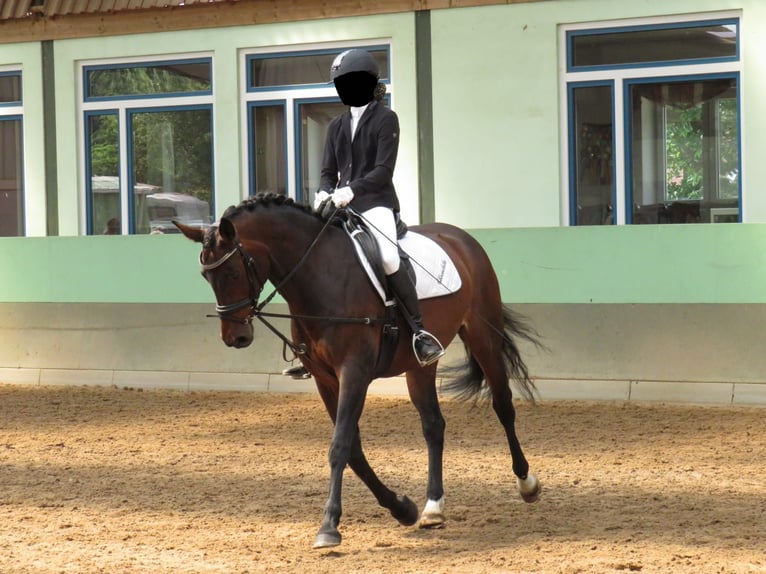 Oldenburgo Yegua 15 años 160 cm Castaño in Rastede