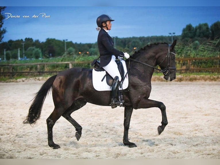 Oldenburgo Yegua 15 años 163 cm Negro in Nootdorp