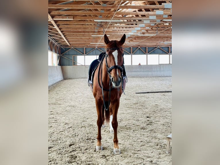 Oldenburgo Yegua 15 años 165 cm Alazán in Steinerkirchen an der Traun