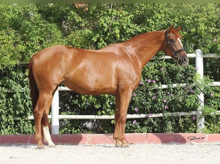 Oldenburgo Yegua 15 años 165 cm Alazán in Steinerkirchen an der Traun