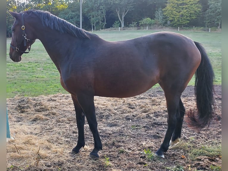 Oldenburgo Yegua 15 años 165 cm Castaño in Warin