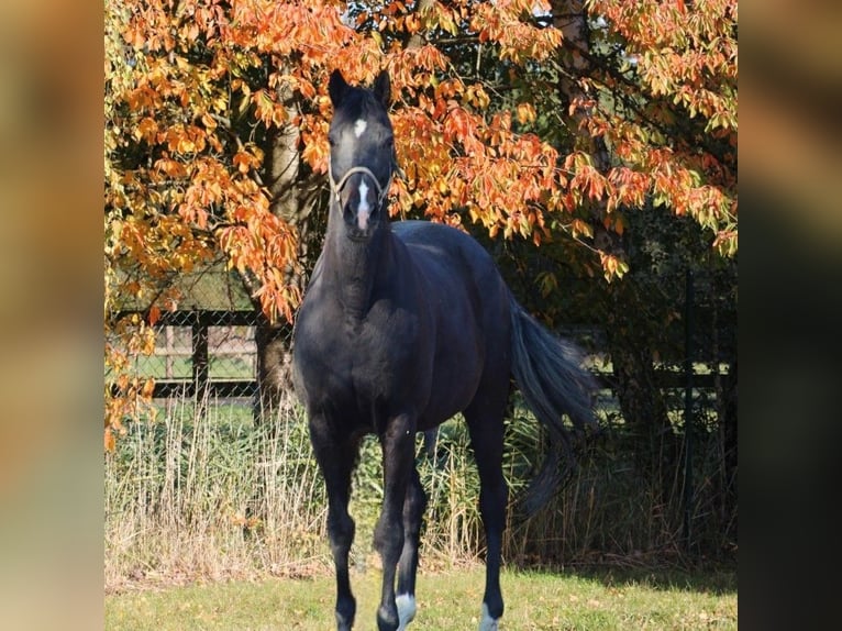 Oldenburgo Yegua 15 años 167 cm Negro in Radeburg