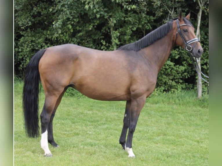 Oldenburgo Yegua 15 años 168 cm Castaño oscuro in Bad Homburg vor der Höhe