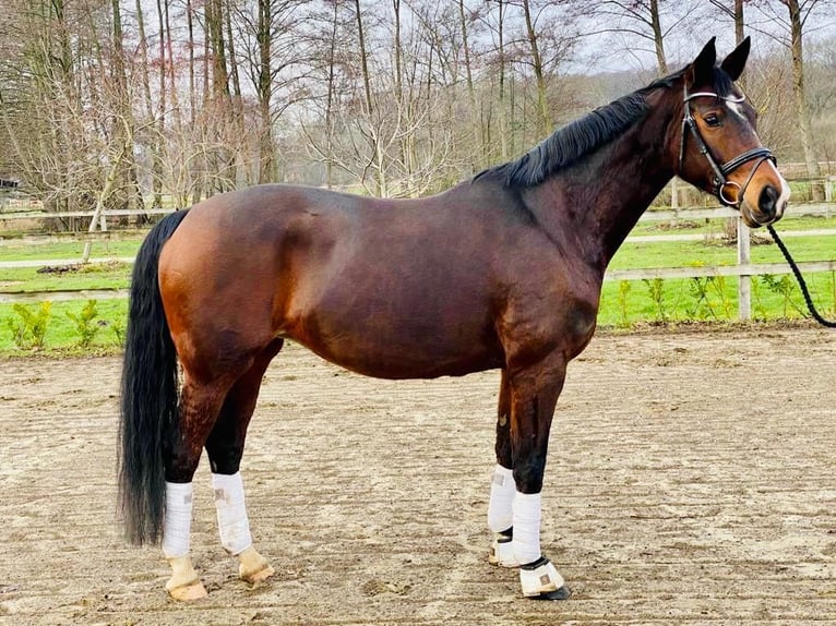 Oldenburgo Yegua 15 años 168 cm Castaño oscuro in Heistenbach