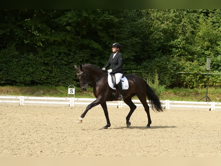 Oldenburgo Yegua 15 años 168 cm Negro in Hanstedt