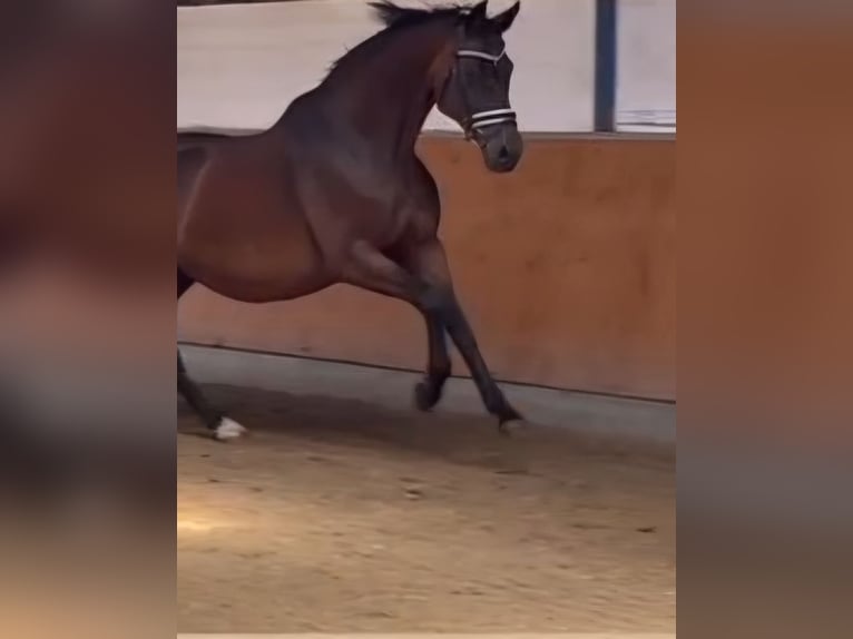 Oldenburgo Yegua 15 años 169 cm Castaño in Bruchsal