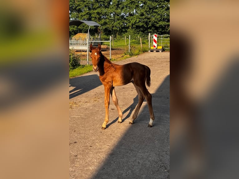 Oldenburgo Yegua 15 años 170 cm Castaño in Quernheim