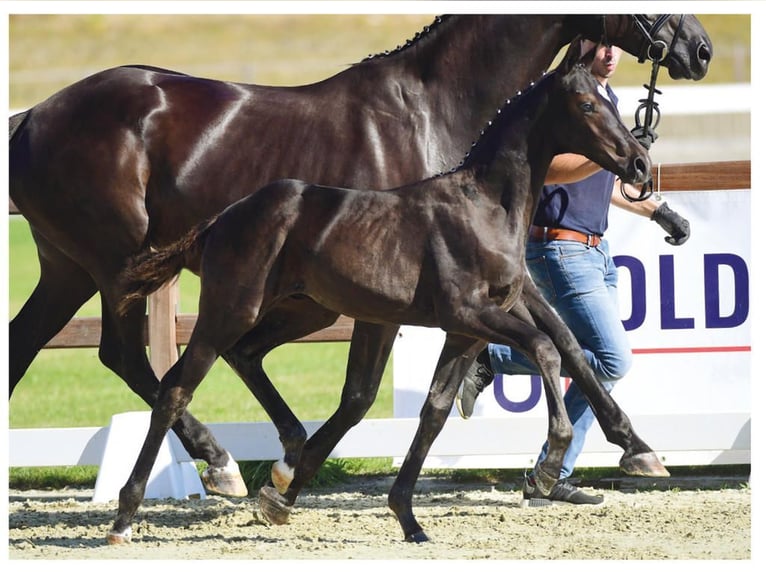 Oldenburgo Yegua 15 años 172 cm Negro in Lastrup