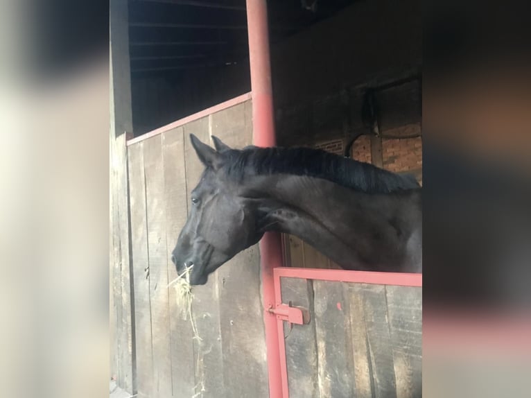 Oldenburgo Yegua 15 años 174 cm Negro in Warendorf