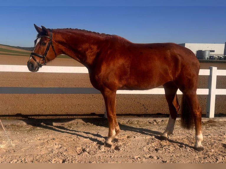 Oldenburgo Yegua 15 años 178 cm Alazán in Allershausen