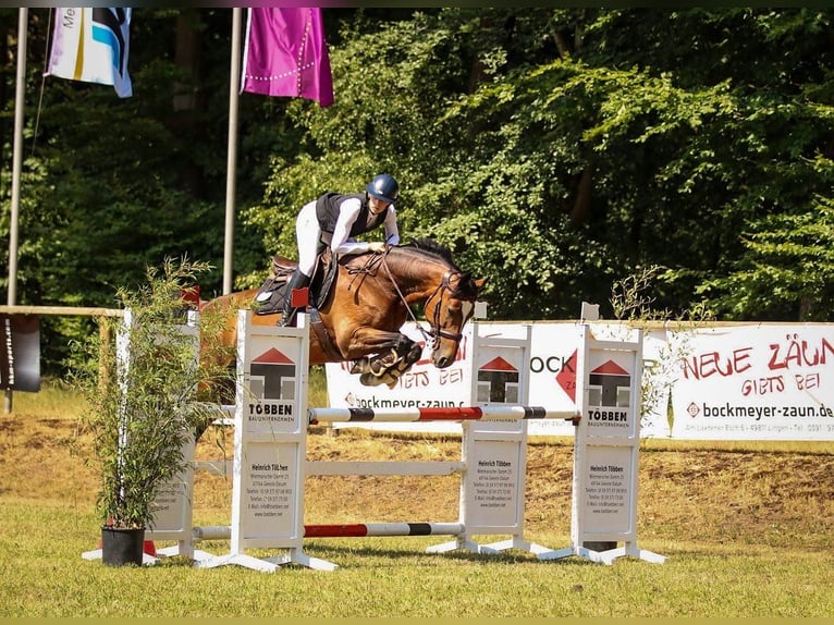 Oldenburgo Yegua 16 años 165 cm Castaño rojizo in Salzbergen