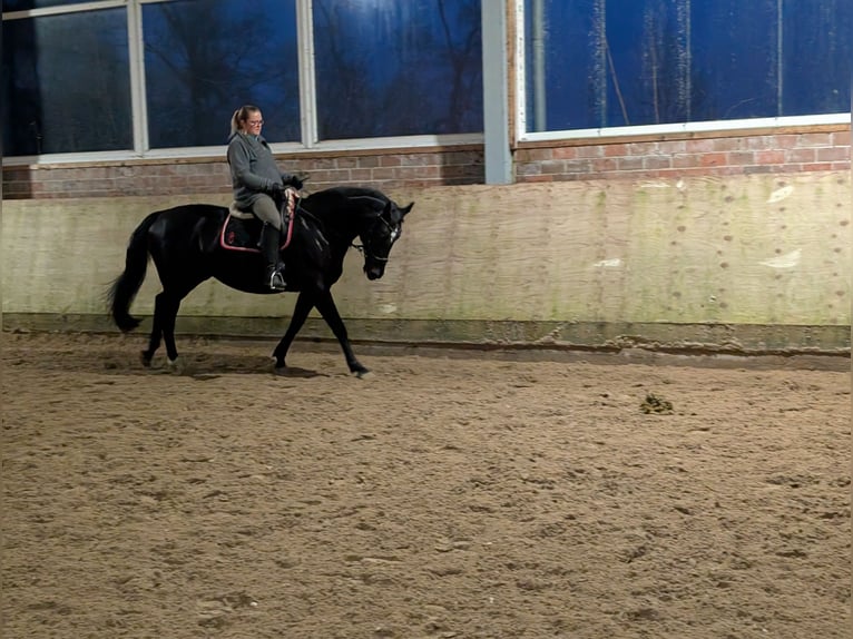 Oldenburgo Yegua 16 años 170 cm Negro in Schwanewede