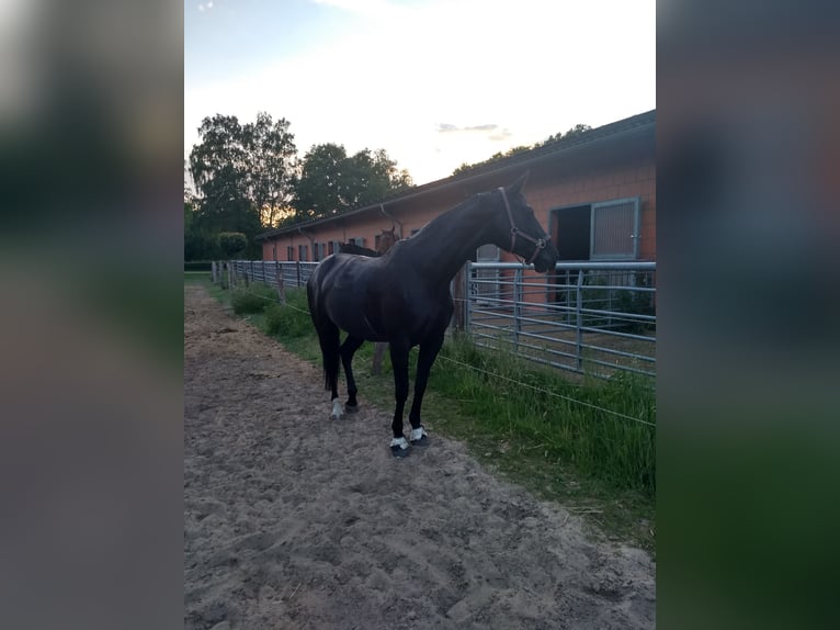 Oldenburgo Yegua 16 años 170 cm Negro in Schwanewede