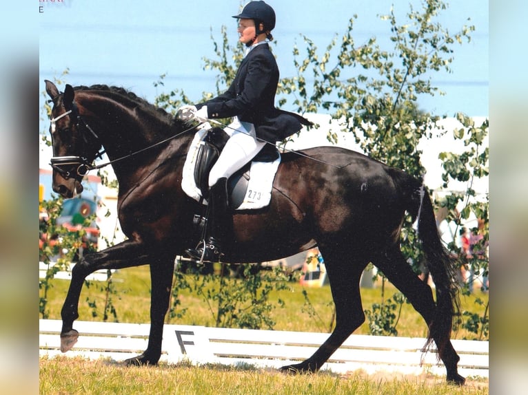 Oldenburgo Yegua 16 años 173 cm Morcillo in Butjadingen