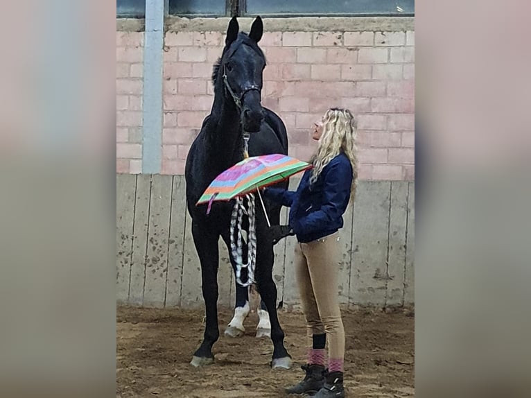 Oldenburgo Yegua 16 años 186 cm Negro in Bippen
