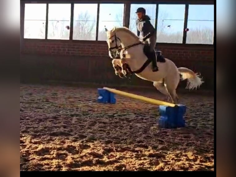 Oldenburgo Yegua 17 años 165 cm Tordo in Meppen