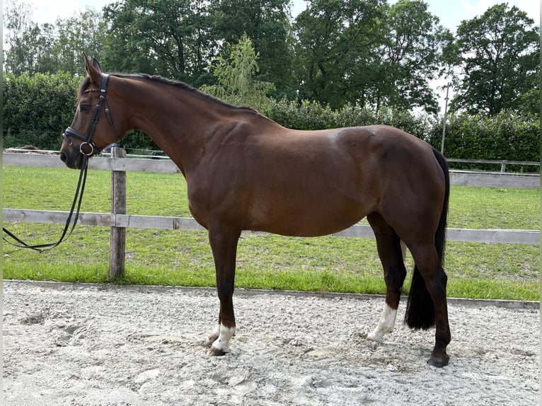 Oldenburgo Yegua 17 años 168 cm Castaño oscuro in Alfhausen