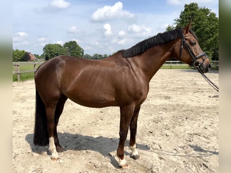 Oldenburgo Yegua 17 años 168 cm Castaño oscuro in Alfhausen