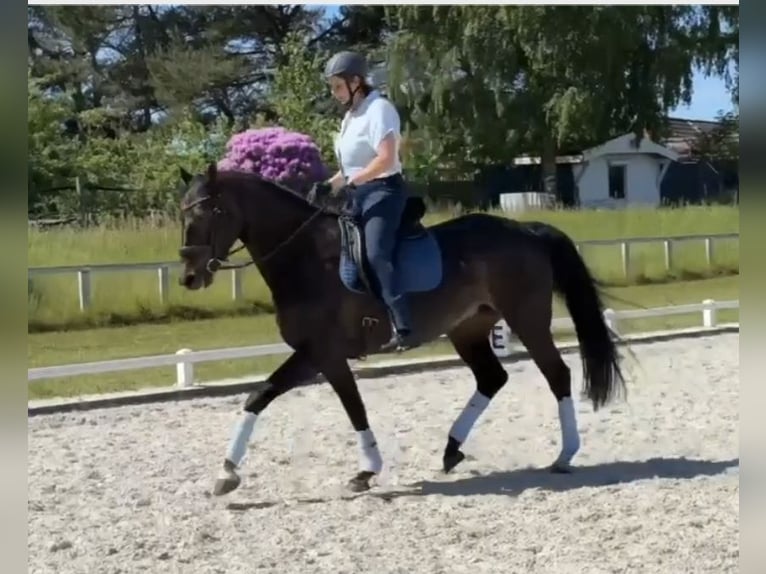Oldenburgo Yegua 17 años 170 cm Morcillo in Großheide