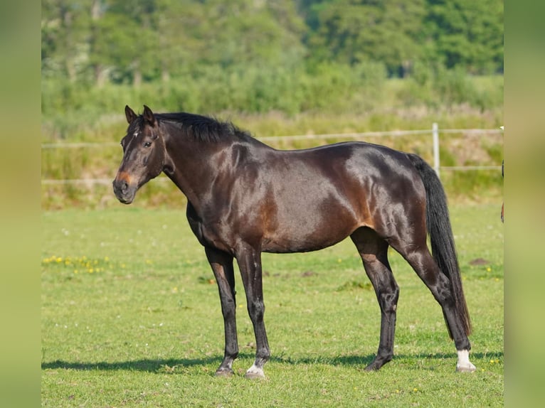 Oldenburgo Yegua 17 años 170 cm Morcillo in Großheide