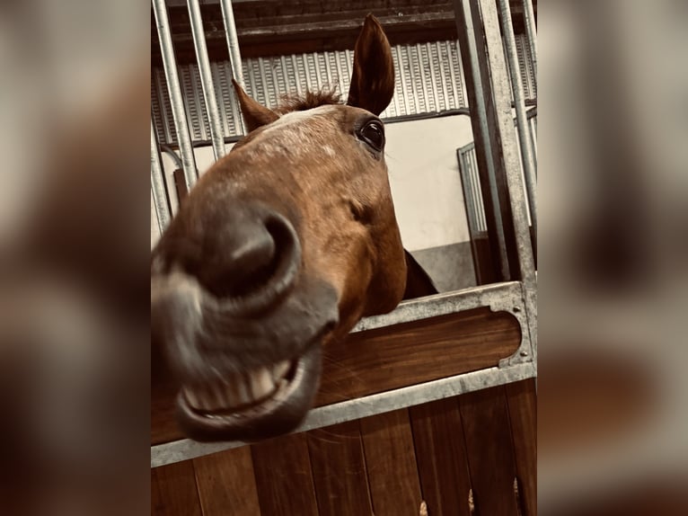 Oldenburgo Yegua 18 años 164 cm Alazán-tostado in Gronau (Westfalen)