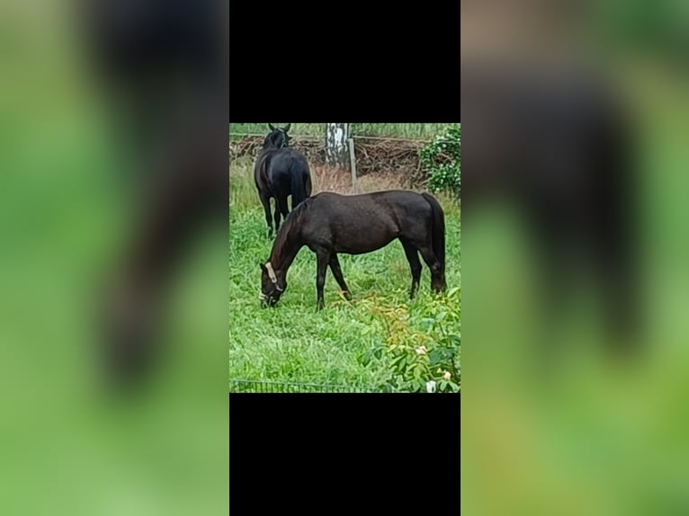 Oldenburgo Yegua 18 años 165 cm Alazán-tostado in Bohmte