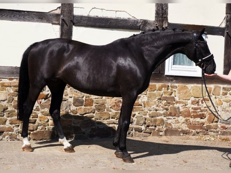 Oldenburgo Yegua 18 años 166 cm Negro in Bramsche