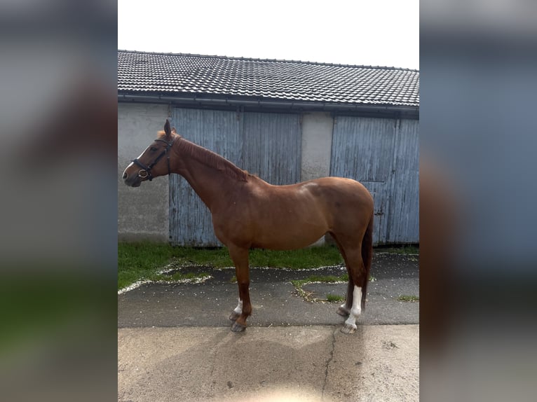 Oldenburgo Yegua 19 años 163 cm Alazán in Giebelstadt