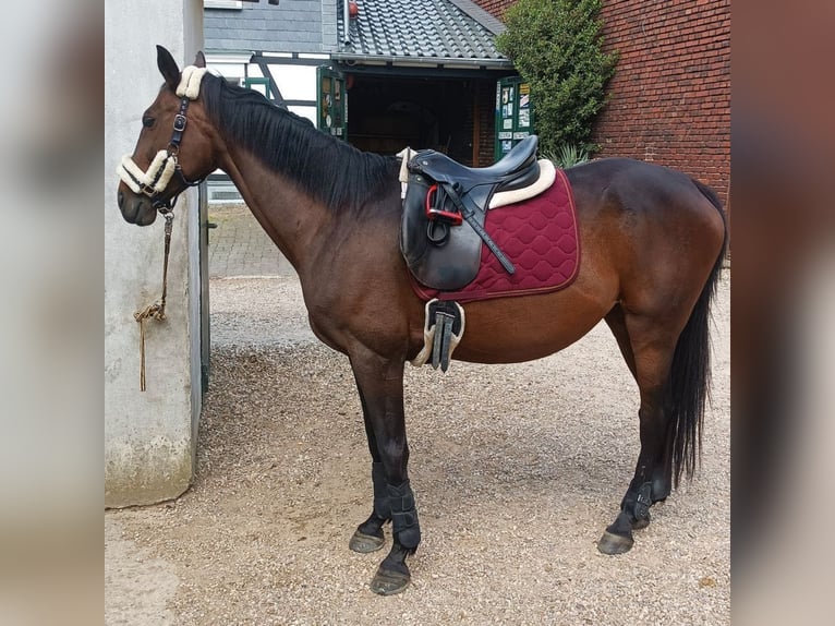 Oldenburgo Yegua 19 años 163 cm Castaño in Langenfeld