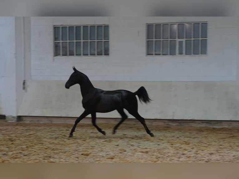 Oldenburgo Mestizo Yegua 1 año 163 cm in Estrada, A (Casco Urbano)