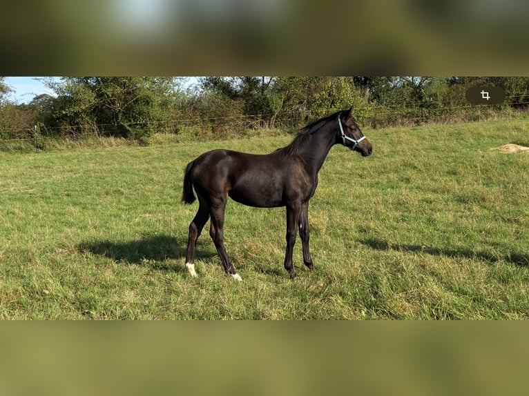 Oldenburgo Yegua 1 año 168 cm Castaño in Steinhöfel