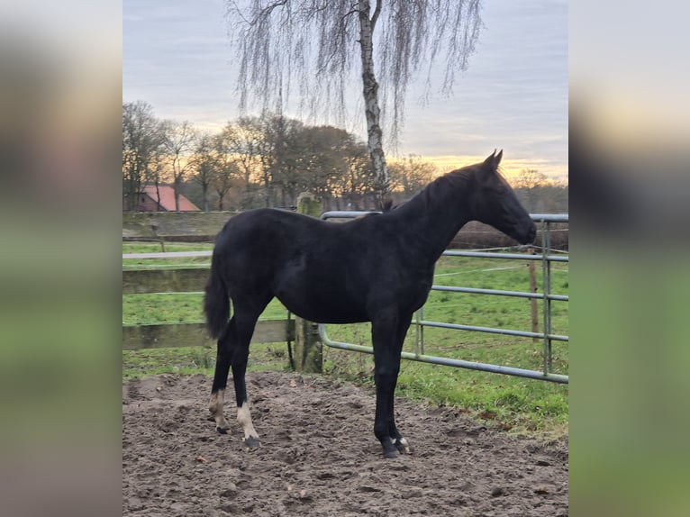 Oldenburgo Yegua 1 año 168 cm Castaño oscuro in Westerstede