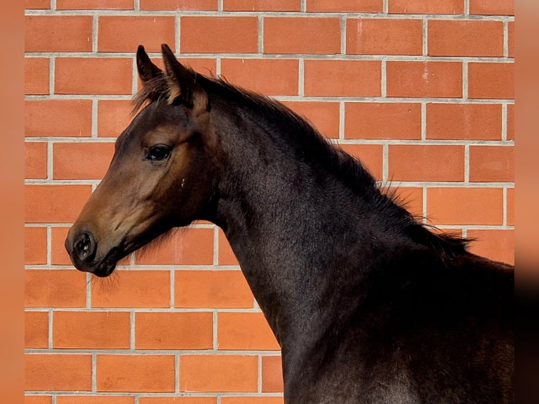 Oldenburgo Yegua 1 año 168 cm Castaño oscuro in Ochtersum