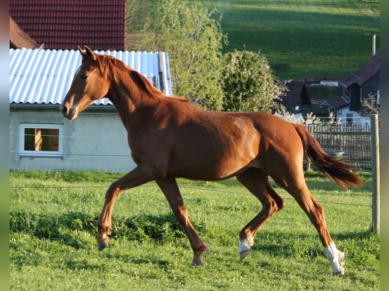 Oldenburgo Yegua 1 año 170 cm Alazán in Trockenborn