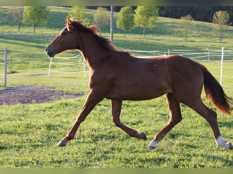 Oldenburgo Yegua 1 año 170 cm Alazán in Trockenborn