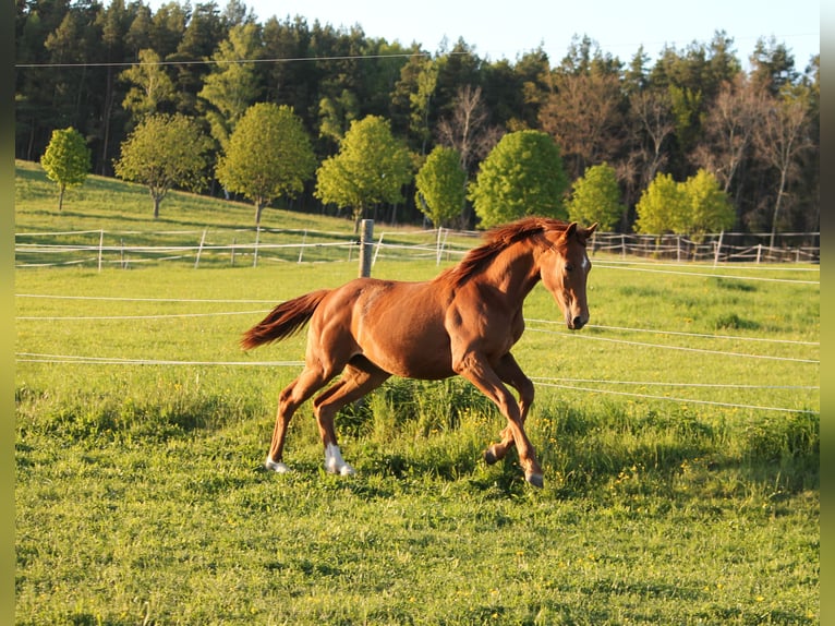 Oldenburgo Yegua 1 año 170 cm Alazán in Trockenborn