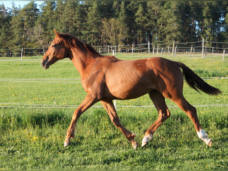 Oldenburgo Yegua 1 año 170 cm Alazán in Trockenborn